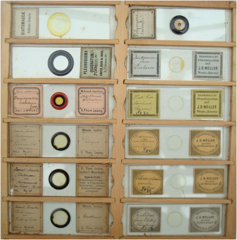 Extensive Collection of Victorian Diatom Microscope Slides Fleaglass
