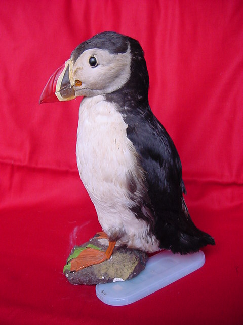 Iceland Puffin - Taxidermy - Fleaglass