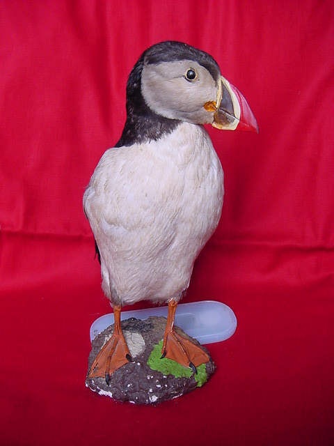 Iceland Puffin - Taxidermy - Fleaglass