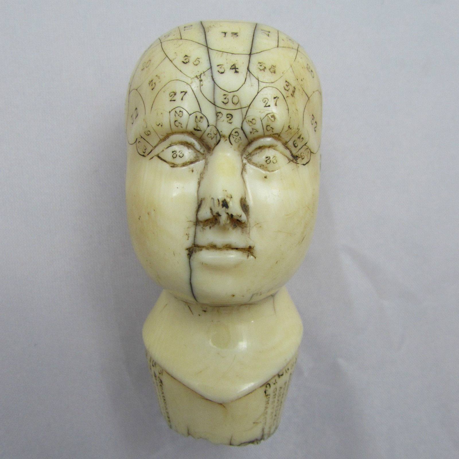 A rare English carved ivory phrenology head Fleaglass