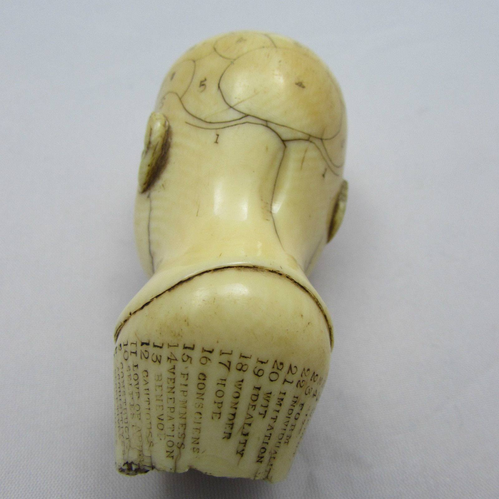 A rare English carved ivory phrenology head Fleaglass