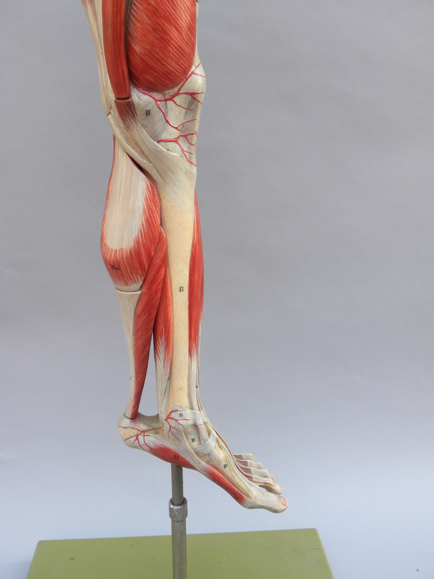 Anatomical model of the leg by Somso Fleaglass