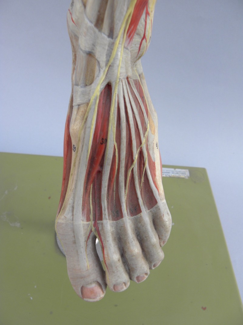 Anatomical model of the leg by Somso Fleaglass