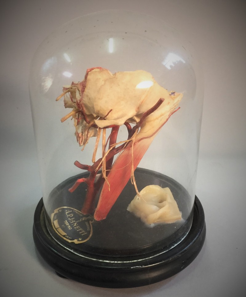 wax anatomical model Fleaglass