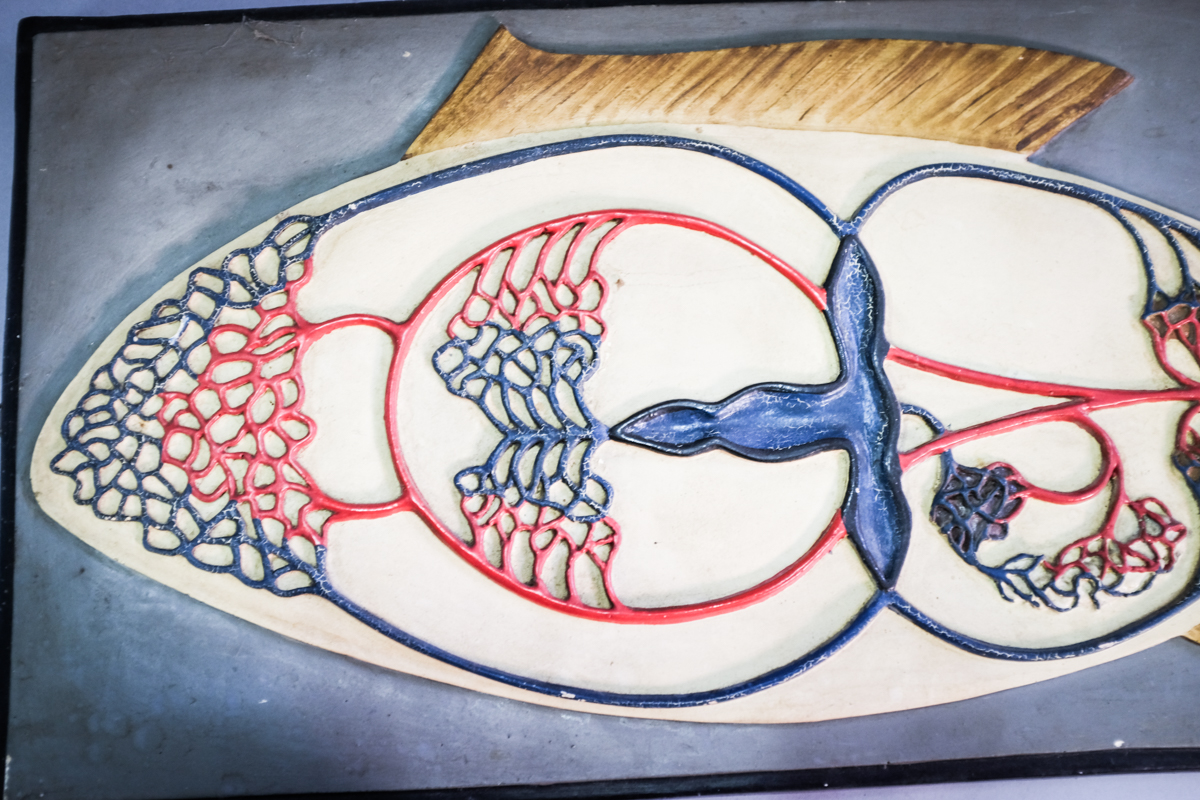 Antique Italian model of the blood circulatory system of the fish