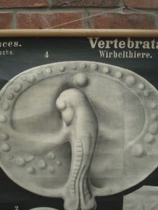 Rare Rudolf Leuckart  Wall Chart circa 1880