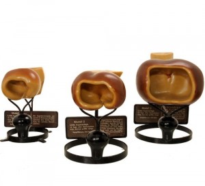 ZIEGLER WAX MODELS, SERIE 8B C 1930
