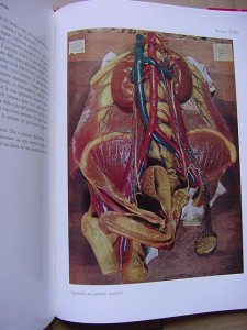 LE CERE ANATOMICHE DI CLEMENTE SUSINI DELL'UNIVERSITA'