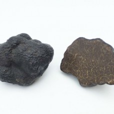 Two Fine 19th Century Wax Fungi Models of a Black Truffle
