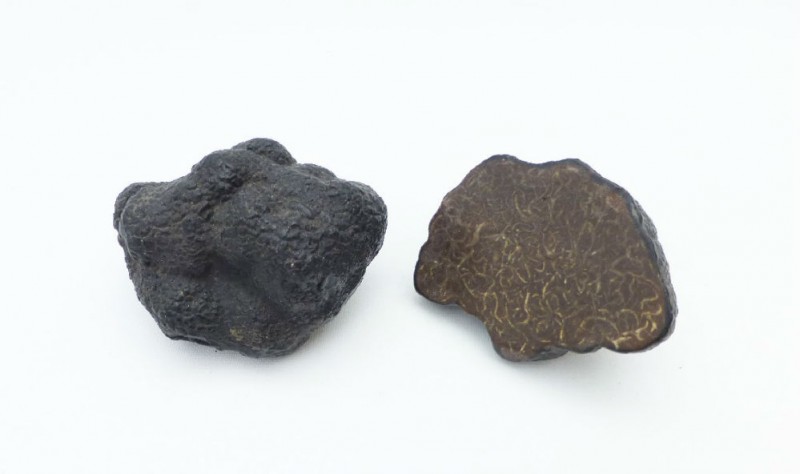Two Fine 19th Century Wax Fungi Models of a Black Truffle