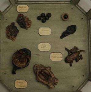 embryo develpment of frog (2)