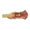 tong-larynx-model