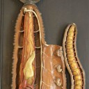 E. Deyrolle Anatomical model ringworm Van Leest Antiques (2)
