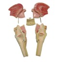 tong-larynx-model.-1jpg