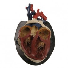 BOCK STEGER ANTIQUE HEART MODEL