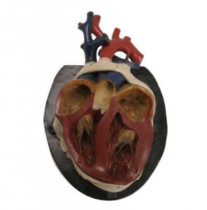 B Steger Heart model (1)