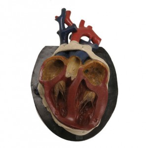 B Steger Heart model (1)