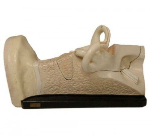 Bock Steger Ear model (1)
