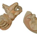 Bock Steger Ear model (3)