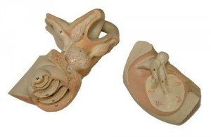 Bock Steger Ear model (3)