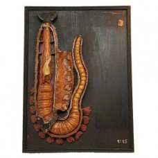 E. Deyrolle Anatomical model ringworm Van Leest Antiques