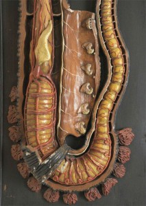 E. Deyrolle Anatomical model ringworm Van Leest Antiques (1)