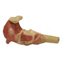 Tongue-pharynx-larynx-model