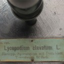 Lycopodium-Clavatum (3)