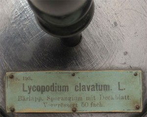Lycopodium-Clavatum (3)