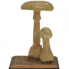 AMANITA BULBOSA, FUNGUS MODEL