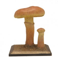 SCHONER ROHREN FUNGUS MODEL