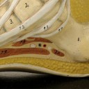 Anatomical footmodel van leest Antiques (3)