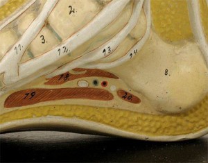 Anatomical footmodel van leest Antiques (3)