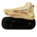 Anatomical footmodel van leest Antiques (2)