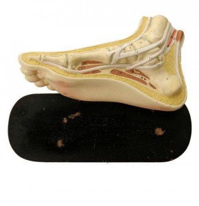 Anatomical footmodel van leest Antiques (2)