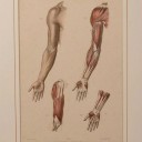 Anatomische prent Fau, Parijs (1)