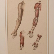 ANATOMICAL PRINT BY J. FAU