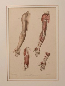 Anatomische prent Fau, Parijs (1)