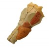 Anatomical model Pharynx-Larynx - van Leest Antiques (1) 250906