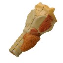 Anatomical model Pharynx-Larynx - van Leest Antiques (1) 250906