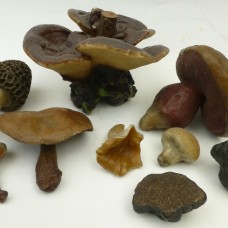 Collection of nineteeth-century wax fungi