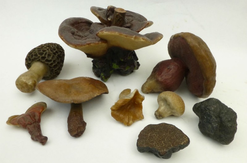 Collection of nineteeth-century wax fungi