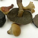 Wax Fungi 3