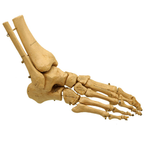 Anatomical footbone model, C 1900