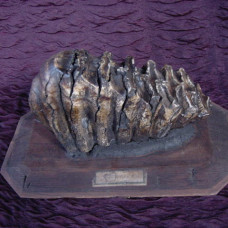 Antique elephant tooth from a 1800’s Italian museum