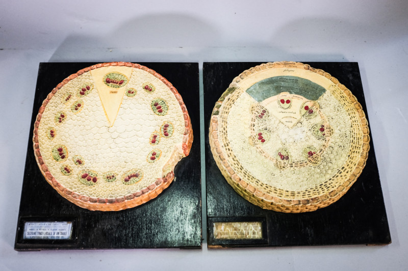 2 antique Italian botanical models by Antonio Vallardi