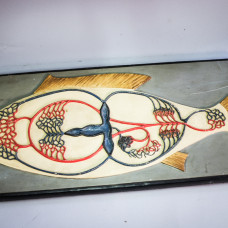 Antique Italian model of the blood circulatory system of the fish