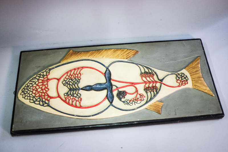 Antique Italian model of the blood circulatory system of the fish