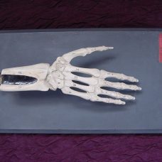 Antique Italian anatomical model of the skeleton hand