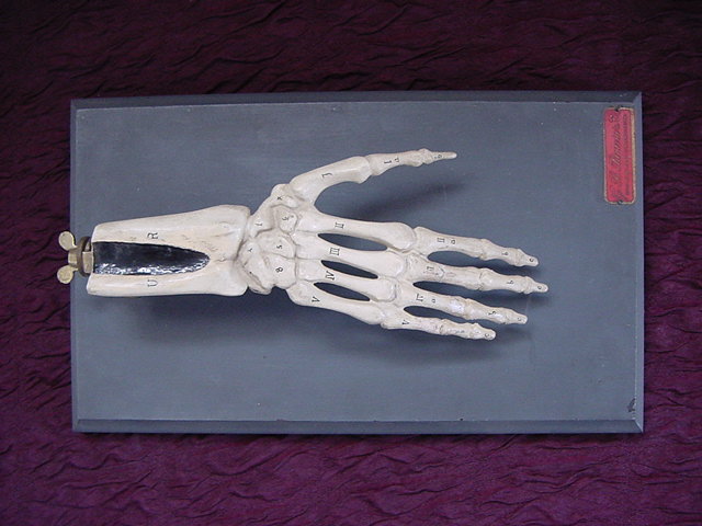 Antique Italian anatomical model of the skeleton hand